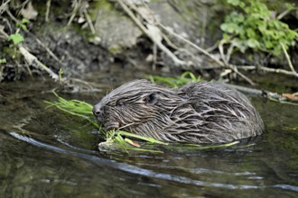 Eurasian beaver, European beaver (Castor fibre), eating grass on the bank of a stream, Canton Zug,