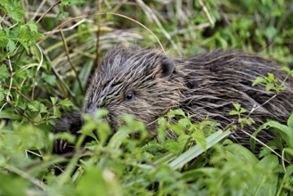 Eurasian beaver, European beaver (Castor fibre), sitting on the bank of a stream, Canton Zug,