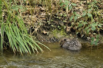 Eurasian beaver, European beaver (Castor fibre), feeding on the shore, Canton Zug, Switzerland