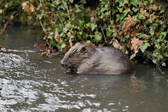 Eurasian beaver, European beaver (Castor fibre), eating an acorn in the water, Canton Zug,
