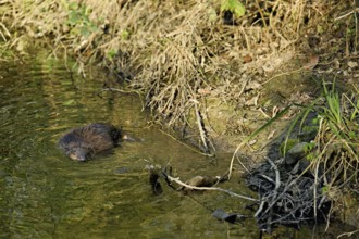 Eurasian beaver, European beaver (Castor fibre), swimming in a stream, Canton Zug,