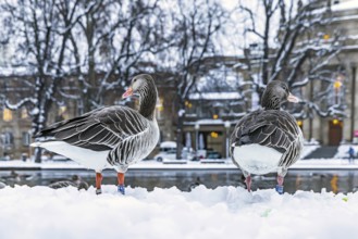 Winter in Stuttgart. It snowed overnight and the city is wintry white early in the morning. Nile