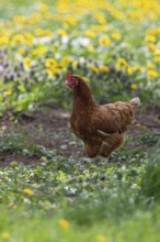 Domestic hen (Gallus gallus domesticus), brown hen in free range runs on farm through yellow