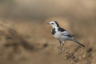 A white wagtail (Motacilla alba) stands on the ground against a blurred background, Sreepur,