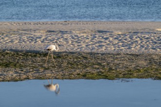 Flamingo (Phoenicopteridae) foraging, Oman