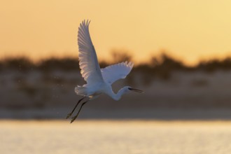 Great White Egret (Ardea alba) at sunrise, flying, Oman