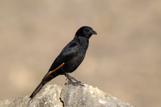 Tristramstar (Onychognathus tristramii), Oman