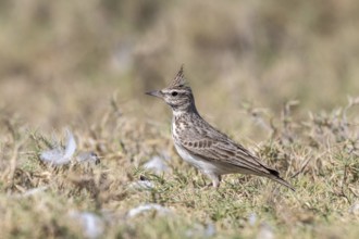 Crested Lark (Galerida cristata), lagoon near Salalah, Oman