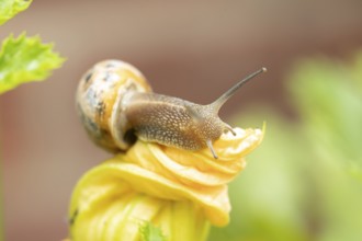 Garden snail (Cornu aspersum) adult gastropod molluscs on a garden courgette or zucchini vegetable