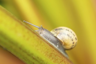 Garden snail (Cornu aspersum) adult gastropod molluscs on a garden rhubarb vegetable plant stem in
