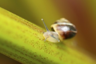 Striped snail (Cernuella virgata) adult gastropod molluscs on a garden rhubarb vegetable plant stem