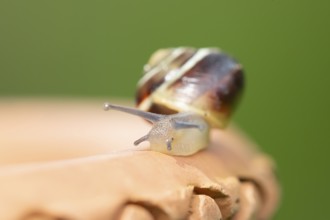 Striped snail (Cernuella virgata) adult gastropod molluscs on a garden plant pot in summer,