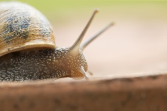 Garden snail (Cornu aspersum) adult gastropod molluscs on a garden plant pot in summer, England,