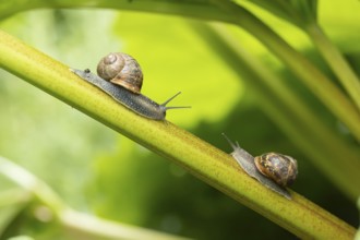Garden snail (Cornu aspersum) two adult gastropod molluscs on a garden rhubarb vegetable plant stem