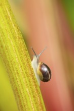 Striped snail (Cernuella virgata) adult gastropod molluscs on a garden rhubarb vegetable plant