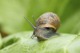Garden snail (Cornu aspersum) adult gastropod molluscs on a garden vegetable plant leaf in summer,