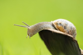 Garden snail (Cornu aspersum) adult gastropod molluscs on a fungi in summer, England, United