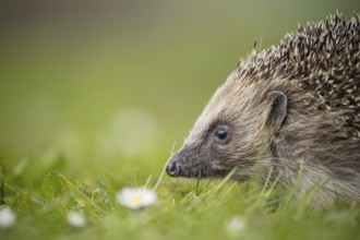 European hedgehog (Erinaceus europaeus) adult animal on a garden grass lawn in spring, England,