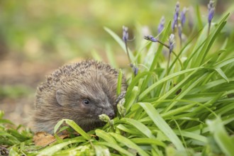 European hedgehog (Erinaceus europaeus) adult animal in a garden next to Bluebell flowers in