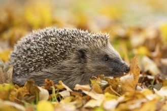 European hedgehog (Erinaceus europaeus) adult animal walking on fallen autumn leaves in a garden,
