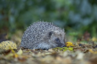 European hedgehog (Erinaceus europaeus) adult animal on fallen autumn leaves in a garden, England,
