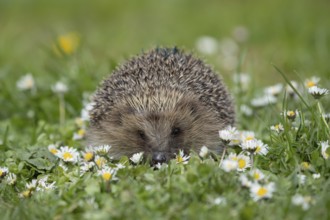 European hedgehog (Erinaceus europaeus) adult animal on a garden grass lawn with flowering daisey