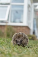 European hedgehog (Erinaceus europaeus) adult animal on a garden grass lawn with an urban house in
