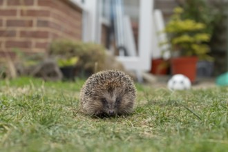 European hedgehog (Erinaceus europaeus) adult animal on a garden grass lawn with an urban house in