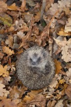 European hedgehog (Erinaceus europaeus) adult animal curled up in a ball on fallen autumn leaves in