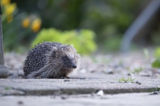 European hedgehog (Erinaceus europaeus) adult animal on a garden path in spring, England, United