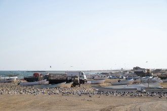 Seagulls on the beach, fishing boats and trucks, Oman