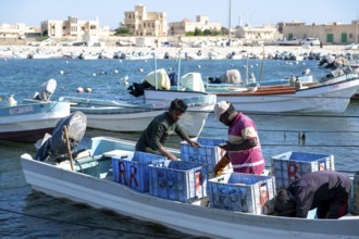 Fishing boats in Mirbat harbour, fish is sorted, Oman
