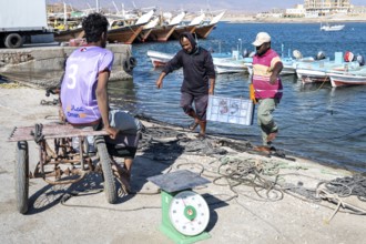 Fishing boats in Mirbat harbour, fish is sorted and weighed, Oman