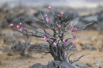 Desert rose (Adenium obesum), Oman