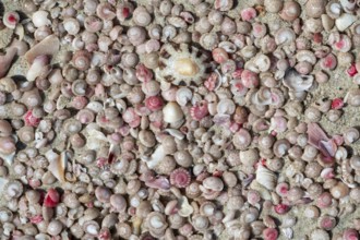 Colourful mussels and snails on the beach near Khaluf, Oman