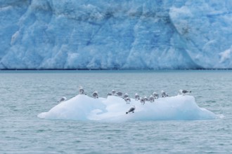 Black-legged kittiwakes (Rissa tridactyla) flock resting on ice floe in front of glacier wall along