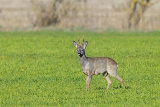 European roe deer (Capreolus capreolus) adult buck, male in grassland, meadow, shedding velvet from