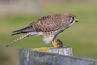 Common kestrel / European kestrel (Falco tinnunculus) female perched on wooden fence post eating