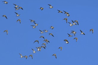 European golden plovers (Pluvialis apricaria) flock in non-breeding plumage in flight against blue