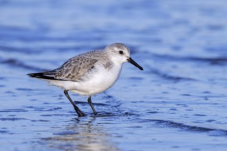 Sanderling (Calidris alba) adult in winter plumage foraging for crustaceans in swash zone /