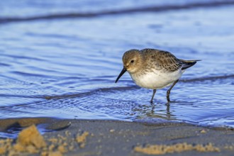Dunlin (Calidris alpina) adult in winter plumage foraging for worms and crustaceans in swash zone /