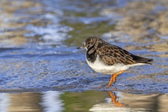 Ruddy turnstone (Arenaria interpres) adult in winter plumage foraging for invertebrates in swash
