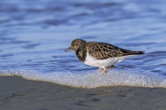 Ruddy turnstone (Arenaria interpres) adult in winter plumage foraging in shallow water for