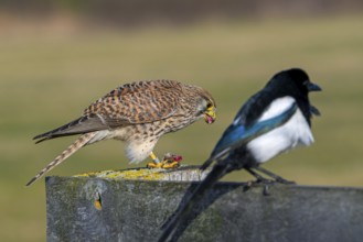 Common kestrel / European kestrel (Falco tinnunculus) female perched on wooden fence post eating