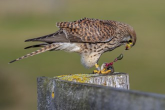 Common kestrel / European kestrel (Falco tinnunculus) female perched on wooden fence post tearing