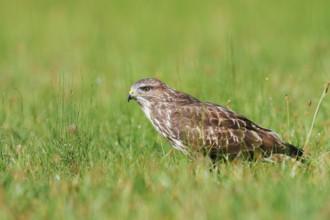 Common buzzard (Buteo buteo) sitting in a meadow, North Rhine-Westphalia, Germany