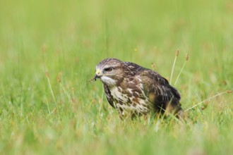 Common buzzard (Buteo buteo) sitting in a meadow and eating gnats (Tipulidae), North