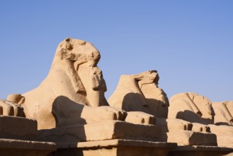 Sphinx Avenue, Karnak Temple, Luxor, Egypt