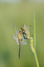 Black-tailed Skimmer (Orthetrum cancellatum), female with dewdrops, North Rhine-Westphalia, Germany