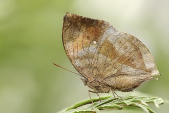 Malaysian leaf butterfly or Indian leaf butterfly (Kallima paralekta), captive, occurrence in Asia